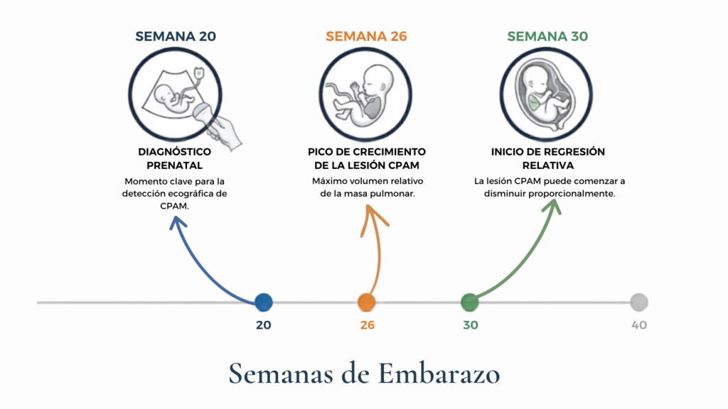 Evolucion Prenatal de la CPAM
